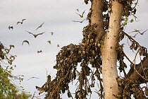 Straw-coloured fruit bats (Eidolon helvum) at daytime roost, Kasanka National Park, Zambia, Africa