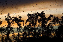 Straw-coloured fruit bats (Eidolon helvum) flying over daytime roost Kasanka National Park, Zambia, Africa