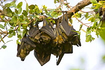 Straw-coloured fruit bats (Eidolon helvum) at daytime roost, Kasanka National Park, Zambia, Africa