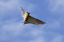 Straw-coloured fruit bat (Eidolon helvum) flying, Kasanka National Park, Zambia, Africa