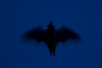Straw-coloured fruit bat (Eidolon helvum) flying at night, Kasanka National Park, Zambia, Africa