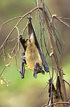 Straw-coloured fruit bats (Eidolon helvum) roosting, Kasanka National Park, Zambia, Africa