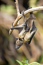 Straw-coloured fruit bat (Eidolon helvum) moving along branch in daytime roost, Kasanka National Park, Zambia, Africa