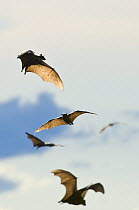 Straw-coloured fruit bats (Eidolon helvum) flying, Kasanka National Park, Zambia, Africa