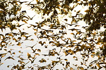 A cloud of Straw-coloured fruit bats (Eidolon helvum) flying around daytime roost with others still hanging from branches, Kasanka National Park, Zambia, Africa