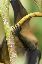 Close-up of a straw-coloured fruit bat's (Eidolon helvum) leg showing  the claws used for hanging onto tree, Kasanka National Park, Zambia, Africa