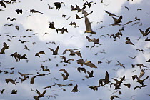 A cloud of Straw-coloured fruit bats (Eidolon helvum) flying, Kasanka National Park, Zambia, Africa