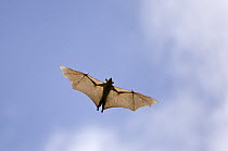 Straw-coloured fruit bat (Eidolon helvum) flying, Kasanka National Park, Zambia, Africa