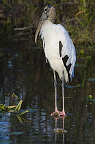 Wood Stork / American Wood Ibis (Mycteria americana) Everglades NP, Florida, USA
