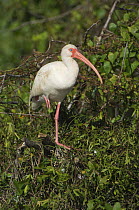 White Ibis (Eudocimus albus) standing in tree, Everglades NP, Florida, USA