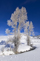 Hoarfrost on Cottonwood Trees (Populus deltoides), Lamar Valley, Yellowstone NP, Wyoming, USA