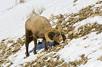 American Bighorn Sheep (Ovis canadensis) feeding, Yellowstone NP, Wyoming, USA