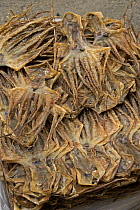 Dried squid for sale in Chinese herbal medicine market, Hong Kong, China