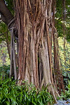 Chinese Banyan tree (Ficus microcarpa) with aerial roots, Hong Kong, China