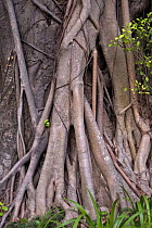 External roots of Chinese Banyan tree (Ficus microcarpa), Hong Kong, China