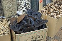 Bracket fungi (Ganoderma lucidum) known as Lingzhi / Reshi, on sale in Chinese herbal medicine market, Hong Kong, China