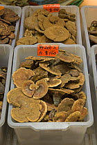 Bracket Fungi (Ganoderma sp) for sale in Chinese Herbal Medicine Market, Hong Kong, China