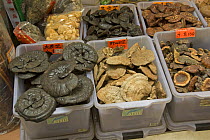 Various fungi for sale in Chinese herbal medicine market, Hong Kong, China