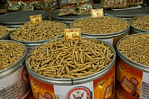 Ginseng (Panax sp.) for sale in Chinese herbal medicine shop, Hong Kong, China