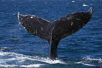 Humpback whale (Megaptera novaeangliae), lobtailing, Baja California, Sea of Cortez (Gulf of California), Mexico, Threatened or endangered species (Vulnerable)