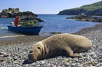 Northern elephant seal (Mirounga angustirostris), lying on beach with lobster fisherman on boat in background, West San Benitos Island, Baja California, Mexico