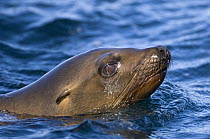 Californian sea lion (Zalophus californianus) at sea surface, Baja California, Sea of Cortez (Gulf of California), Mexico