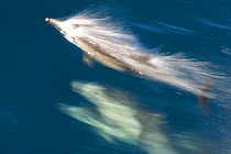 Long-beaked common dolphin (Delphinus capensis) surfacing, Baja California, Sea of Cortez (Gulf of California), Mexico