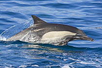 Long-beaked common dolphin (Delphinus capensis) porpoising, Baja California, Sea of Cortez (Gulf of California), Mexico