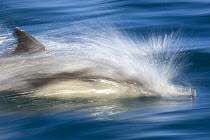Long-beaked common dolphin (Delphinus capensis) porpoising swimming fast, Baja California, Sea of Cortez (Gulf of California), Mexico