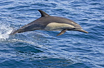 Long-beaked common dolphin (Delphinus capensis) porpoising, Baja California, Sea of Cortez (Gulf of California), Mexico