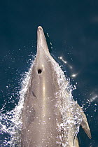 Common dolphin (Delphinus sp) surfacing, showing blowhole, Baja California, Sea of Cortez (Gulf of California), Mexico