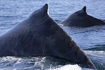 Two Humpback whales (Megaptera novaeangliae) diving together, Baja California, Sea of Cortez (Gulf of California), Mexico, Threatened or endangered species (Vulnerable)