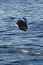 Smoothtail Mobula / Ray (Mobula thurstoni) flying out of the water, Baja California, Sea of Cortez (Gulf of California), Mexico