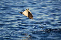 Smoothtail Ray / Mobula (Mobula thurstoni) flying out of water, Baja California, Sea of Cortez (Gulf of California), Mexico