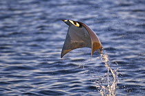 Smoothtail Ray / Mobula (Mobula thurstoni) flying out of the water, Baja California, Sea of Cortez (Gulf of California), Mexico