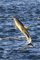 Common dolphin (Delphinus sp) breaching with Remora / Whalesucker fish attached, Baja California, Sea of Cortez (Gulf of California), Mexico