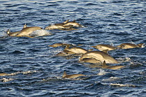 Common dolphin (Delphinus sp) pod swimming, Baja California, Sea of Cortez (Gulf of California), Mexico