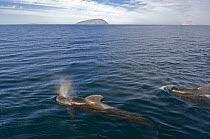 Short-finned pilot whale (Globicephala macrorhynchus) surfacing and blowing, Baja California, Sea of Cortez (Gulf of California), Mexico