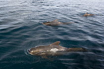 Short-finned pilot whales (Globicephala macrorhynchus) surfacing, Baja California, Sea of Cortez (Gulf of California), Mexico