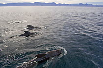 Short-finned pilot whale (Globicephala macrorhynchus) surfacing, Baja California, Sea of Cortez (Gulf of California), Mexico