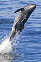 Common bottlenose dolphin (Tursiops truncatus) breaching with two Suckerfish / Remora attached, Baja California, Sea of Cortez (Gulf of California), Mexico