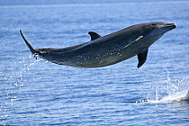 Common bottlenose dolphin (Tursiops truncatus) breaching, Baja California, Sea of Cortez (Gulf of California), Mexico