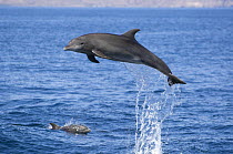 Common bottlenose dolphin (Tursiops truncatus) breaching with another surfacing, Sea of Cortez (Gulf of California), Baja California, Mexico