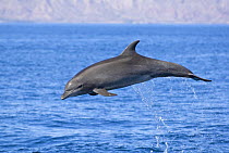 Common bottlenose dolphin (Tursiops truncatus) breaching, Baja California, Sea of Cortez (Gulf of California), Mexico