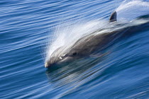 Common bottlenose dolphin (Tursiops truncatus) swimming fast, Baja California, Sea of Cortez (Gulf of California), Mexico
