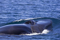 Sei whale (Balaenoptera borealis) surfacing, blow-hole visible, Baja California, Sea of Cortez (Gulf of California), Mexico, Endangered species