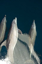 Common bottlenose dolphin (Tursiops truncatus) bow riding, Baja California, Sea of Cortez (Gulf of California), Mexico