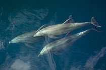 Common bottlenose dolphin (Tursiops truncatus) surfacing, Baja California, Sea of Cortez (Gulf of California), Mexico