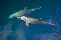 Common bottlenose dolphin (Tursiops truncatus) surfacing, Baja California, Sea of Cortez (Gulf of California), Mexico