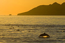 Common dolphin (Delphinus sp) pod at sunset Baja California, Sea of Cortez (Gulf of California), Mexico
